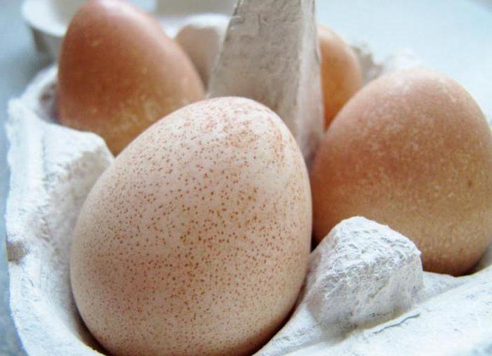 цесарки яйця користь і шкода