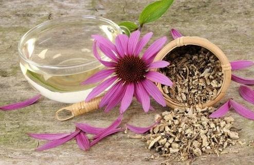 Flores - Echinacea. Propiedades curativas