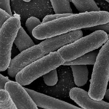 E. coli e coli