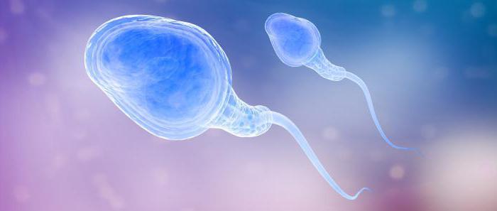 proces stvaranja spermija