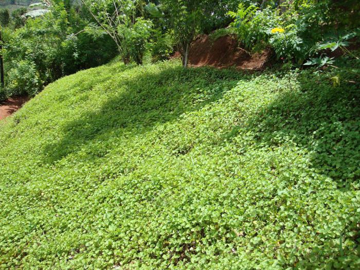 Gotu kola