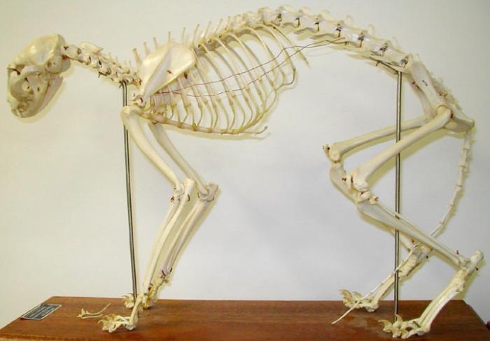 esqueleto de gatos