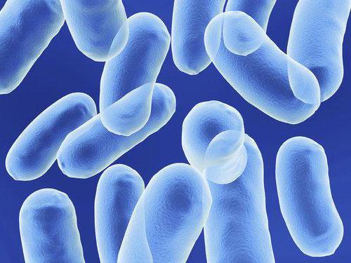 Escherichia coli överförs sexuellt 