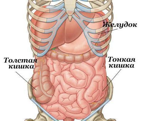 kā pārbaudīt tievo zarnu