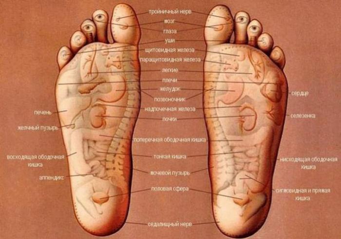 Anatomie der Fußmuskulatur