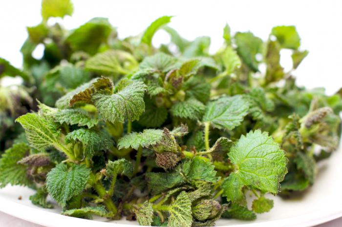 you can drink nettles during pregnancy