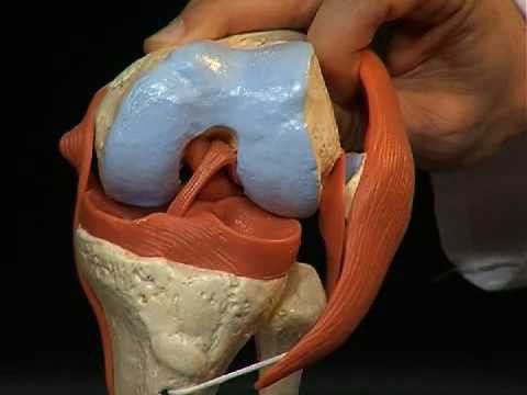 ligamentoza koljenskog zgloba što je to 