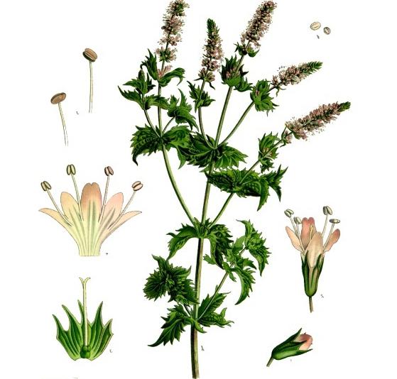 mint peppery properties and contraindications