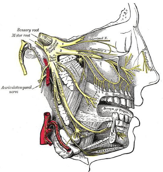 bočna pterygoid fotografija 