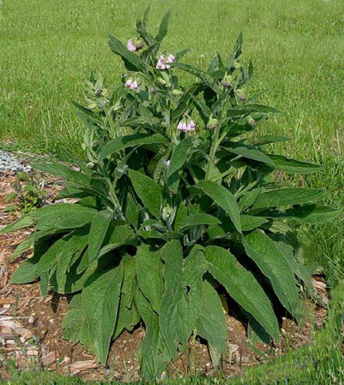 comfrey root