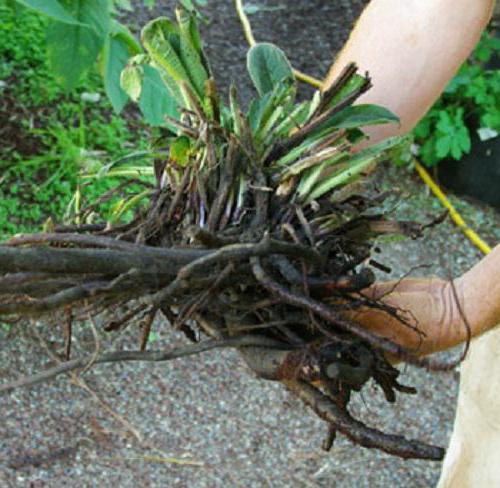 comfrey root