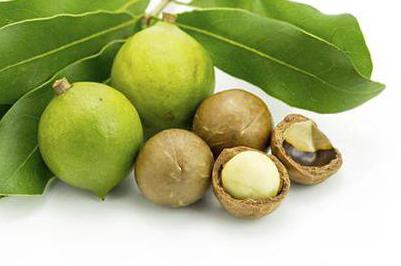 propiedades beneficiosas de la nuez de macadamia 