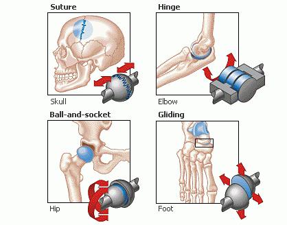 tipi di base di articolazioni ossee