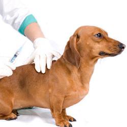 behandeling van enteritis bij honden