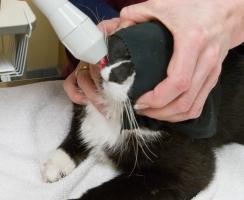  Отит при лечение на котки