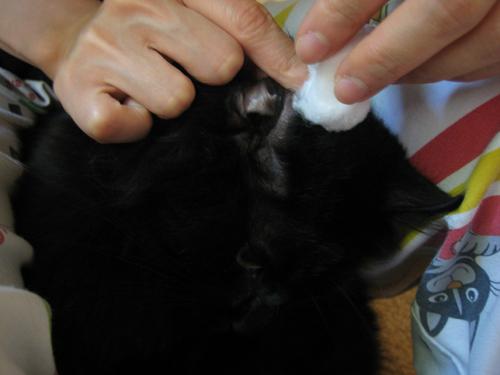 отодекоза при лечение на котки 