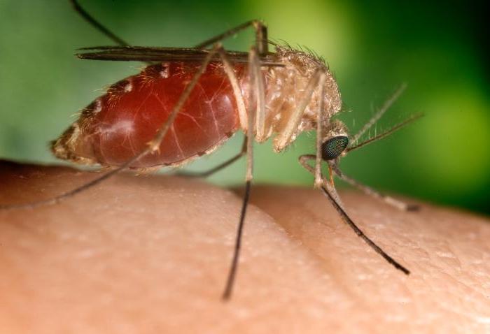 zašto komarci ugrize svrbež
