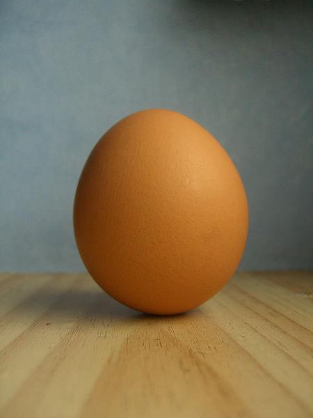 מבנה של ביצה תרנגולת