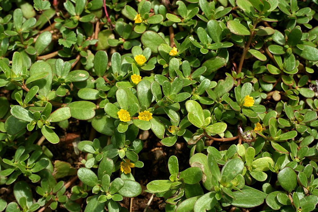 Propriétés médicinales du jardin de pourpier