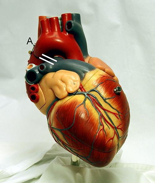  Vodivý systém srdce. Fyziologie