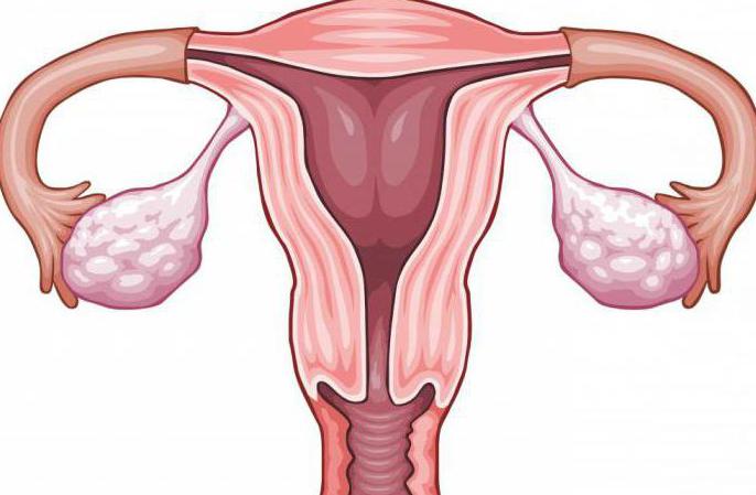 struttura e funzione delle ovaie