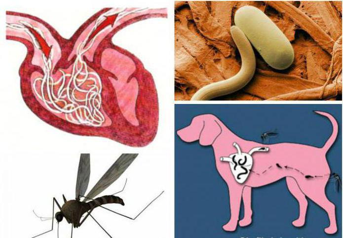 heartworms ในอาการของมนุษย์
