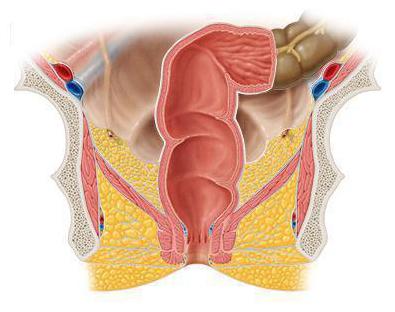 function of the human rectum