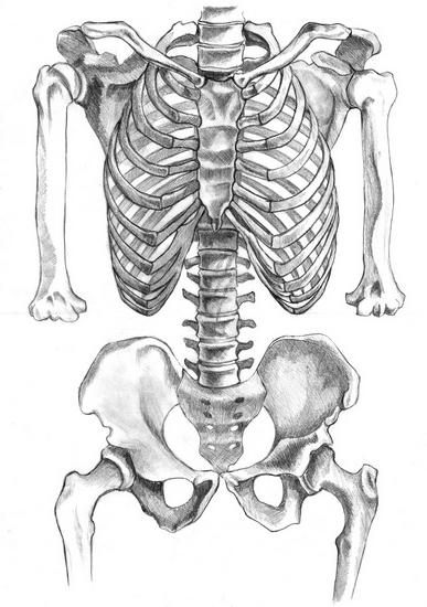 skeleta struktūra