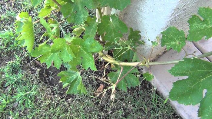 grape leaves useful properties composition 