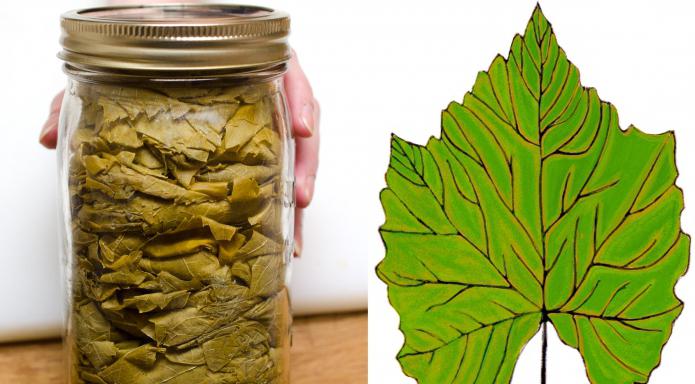 kvass from grape leaves benefit and harm [