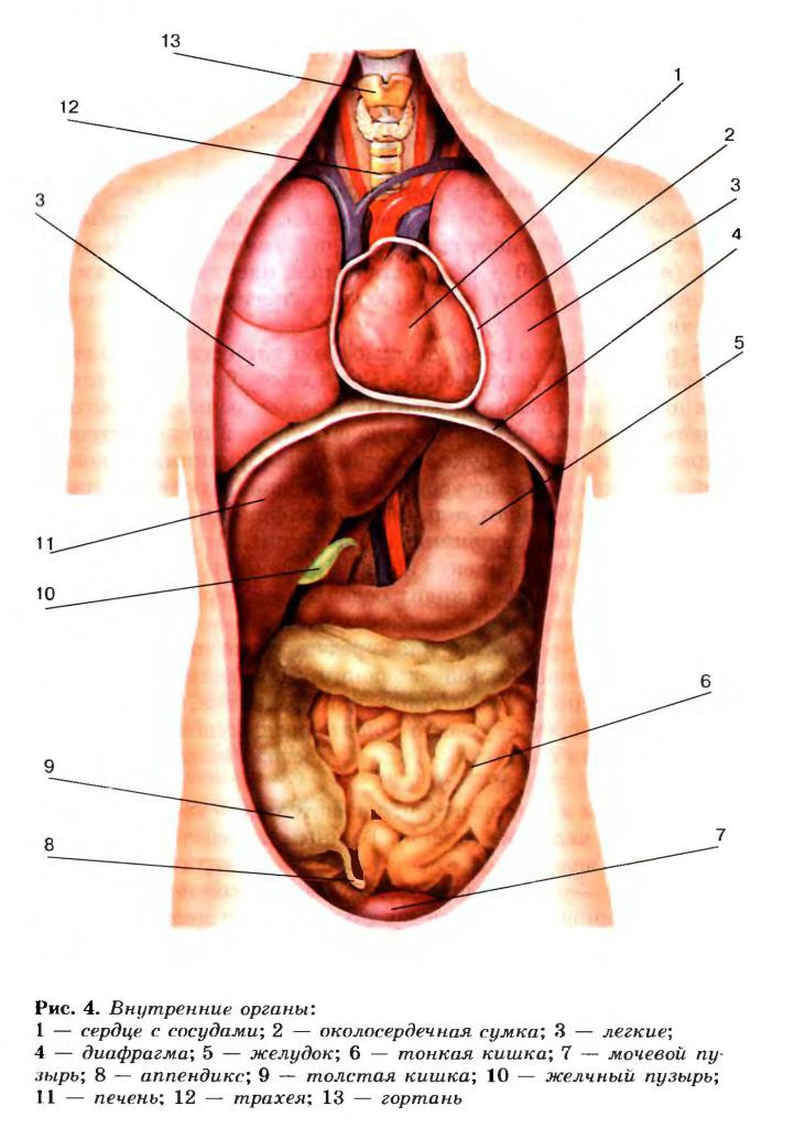 menselijke interne organen foto