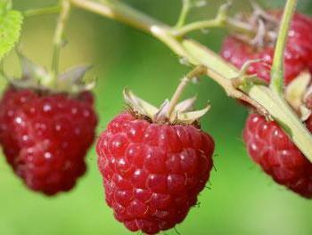 berry raspberry: useful properties
