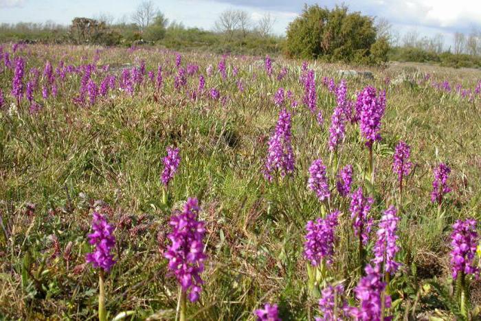 aplikace orchis v lidové medicíně 