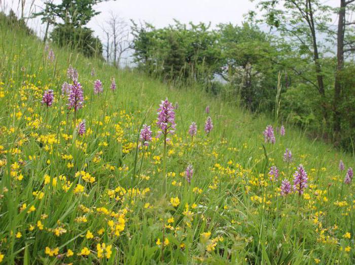 orchis v lékárně 